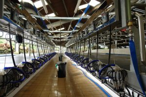 Proyecto de Estabulación vacuna de leche
